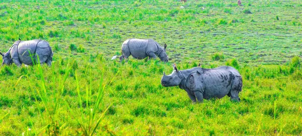 Northern India: Ladakh, Darjeeling & Assam Tour