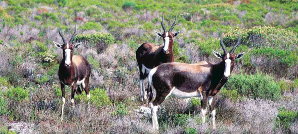 33 Day Kenya, Tanzania & Southern Africa Tour