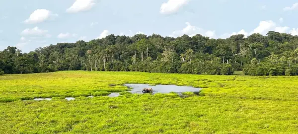 A Journey to The Heart Of The Congo Tour