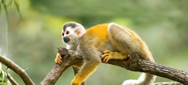 23 Day Panama, Costa Rica & Nicaragua Tour