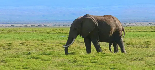 25 Day Rwanda, Kenya & Tanzania Tour