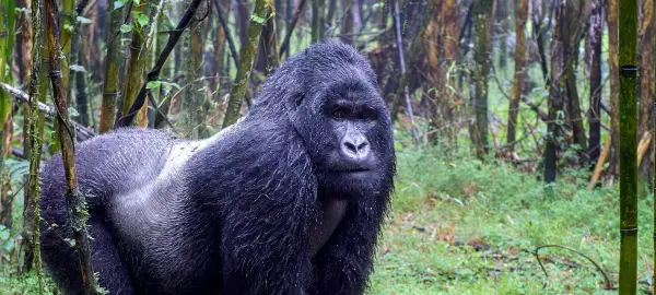 25 Day Rwanda, Kenya & Tanzania Tour (2025)