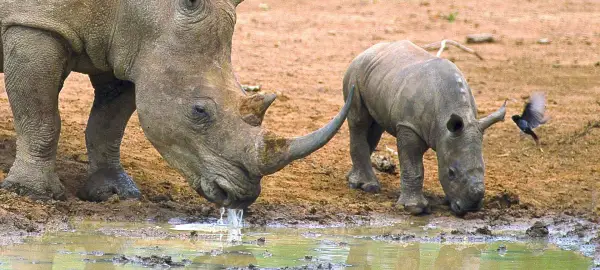 14 Day South Africa Tour
