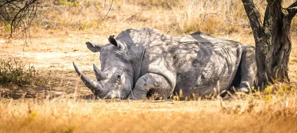 32 Day Kenya, Southern Africa & Tanzania Tour