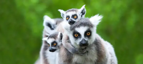 28 Day Tanzania & Madagascar Tour