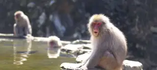 14 Day Experiential Japan Tour
