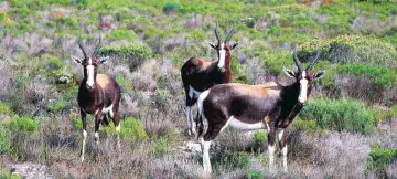 33 Day Kenya, Tanzania & Southern Africa Tour