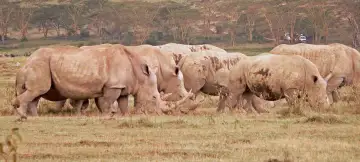 15 Day Kenya & Tanzania Tour