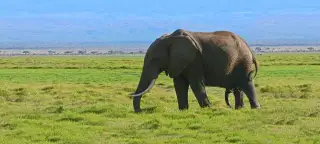 25 Day Rwanda, Kenya & Tanzania Tour