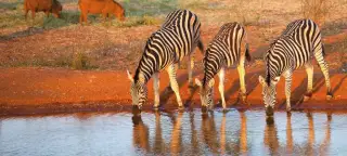20 Day Kenya & Tanzania Tour (2025)