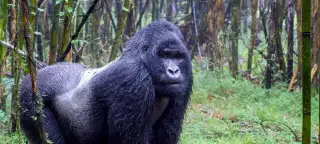 25 Day Rwanda, Kenya & Tanzania Tour (2025)