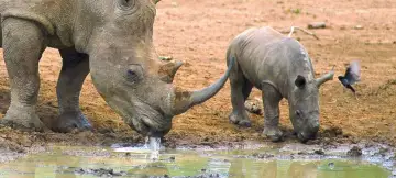 14 Day South Africa Tour