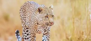 37 Day Southern Africa & East Africa Tour
