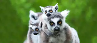 28 Day Tanzania & Madagascar Tour
