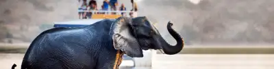 Wildlife Tours